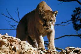 cougar animal